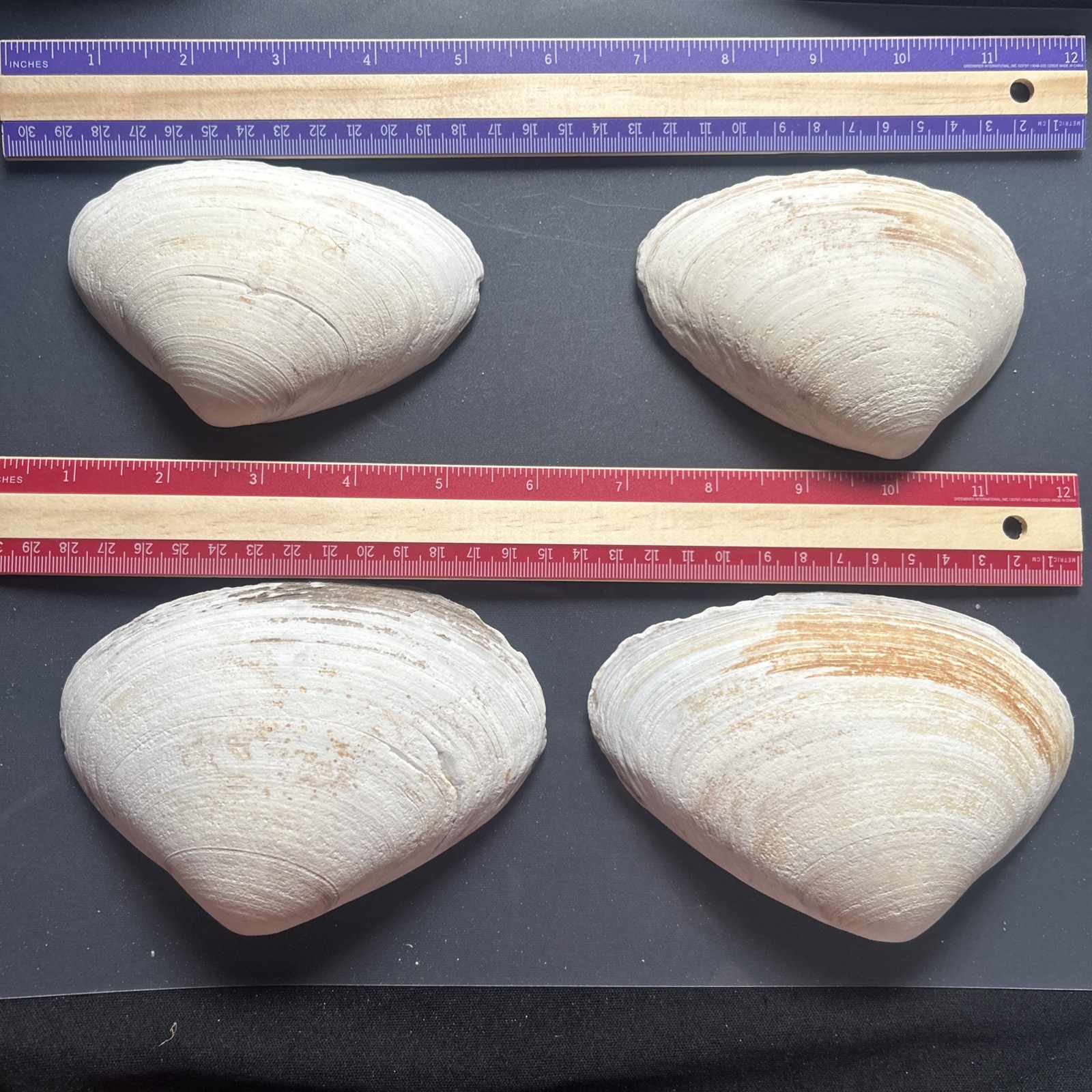 Clam Shell LOT, (4) Sea Clams, Large size crafts, smudging wiccan rituals lot32