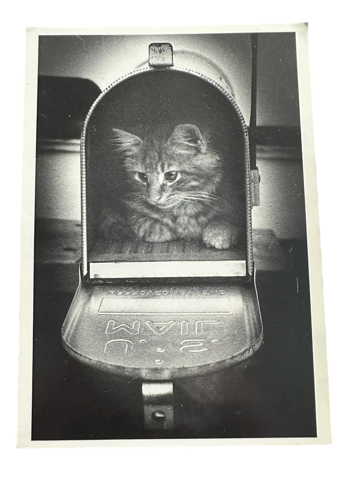 Vintage Kitten Cat in Mailbox Postcard Black and White Unposted