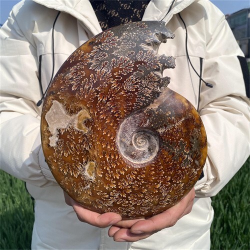 2.5kg Natural Ammonite Fossil Quartz Crystal Specimen Reiki Healing