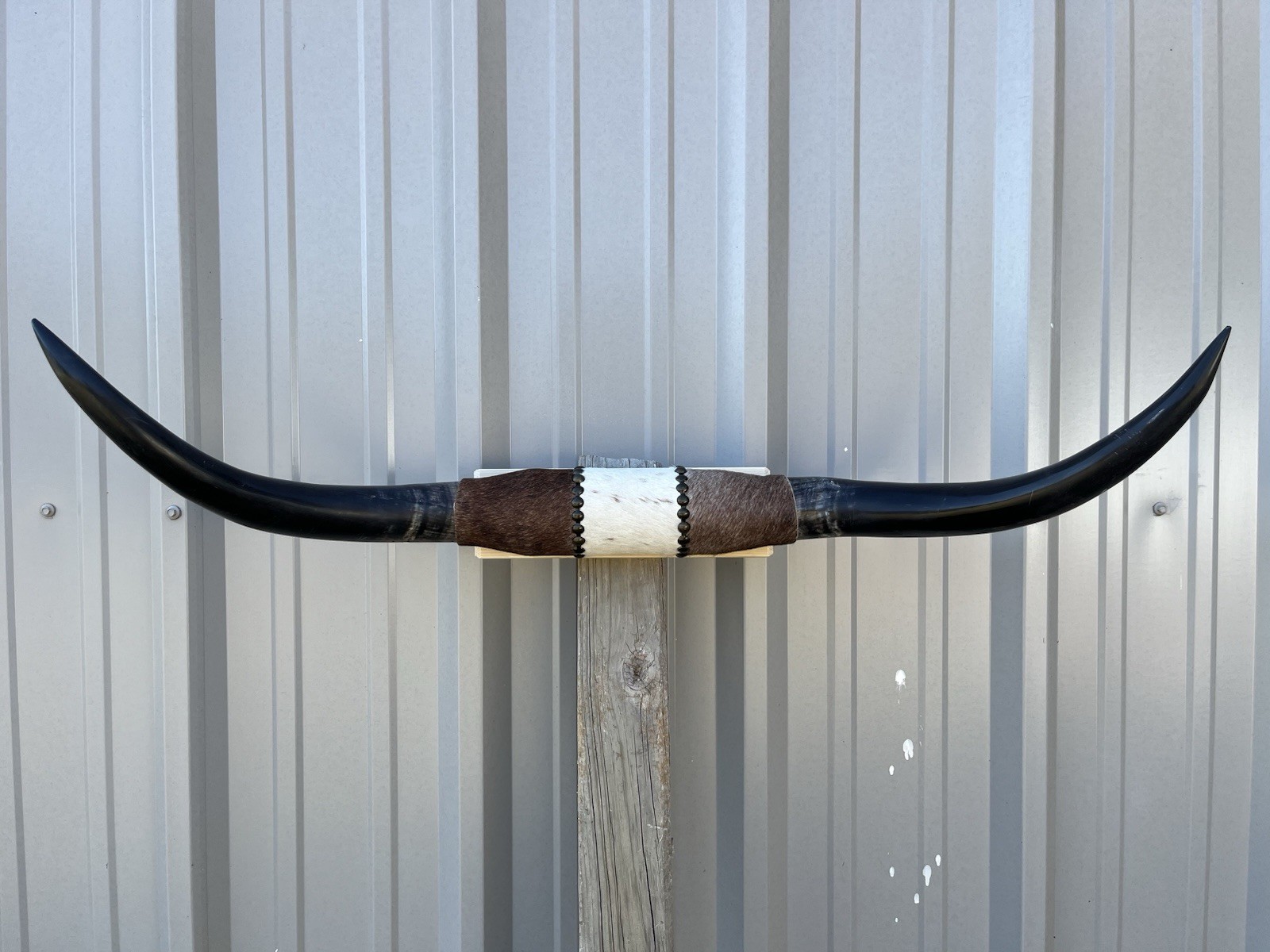 MOUNTED STEER HORNS 35 1/2 inch wide LONGHORN POLISHED MOUNT BULL COW