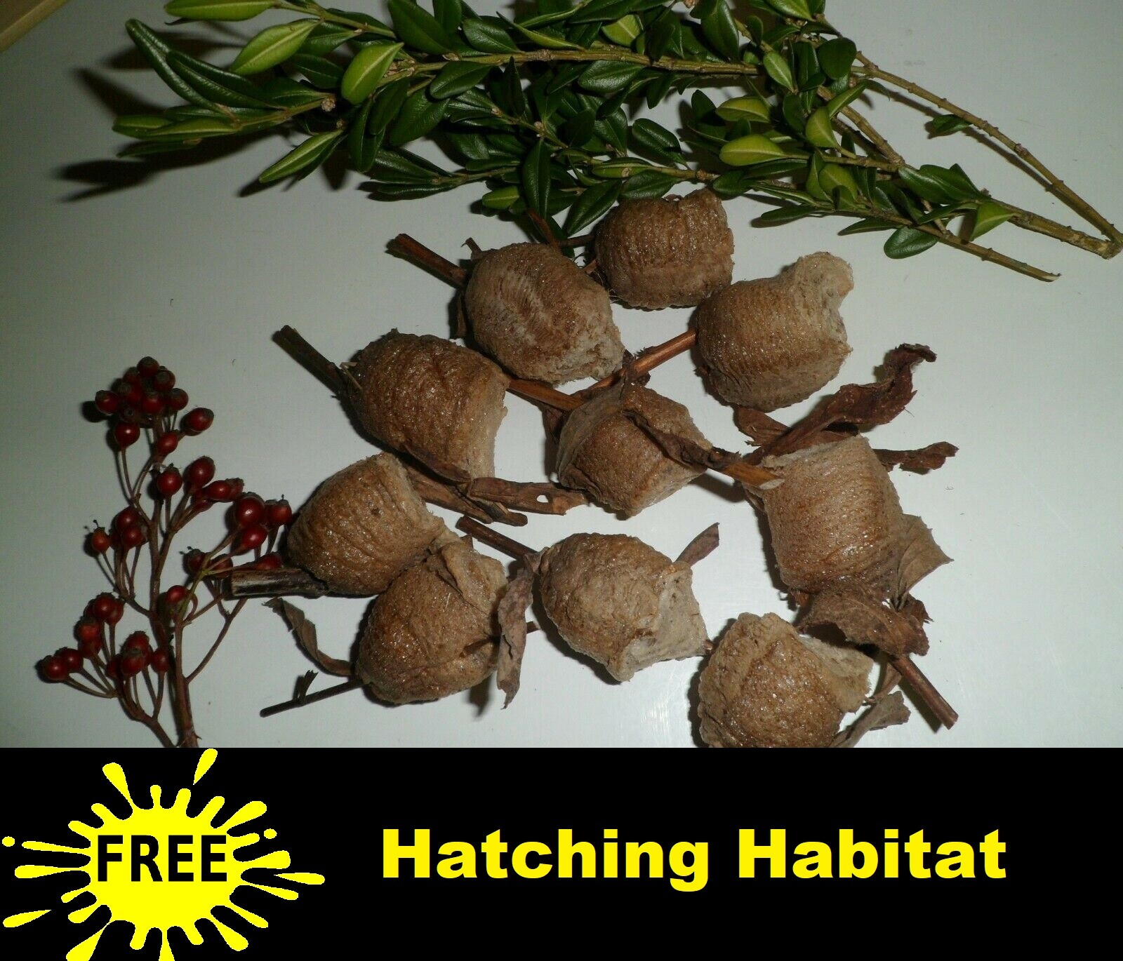 2 Praying Mantis Egg Cases + FREE HATCHING BAG 2025 Season
