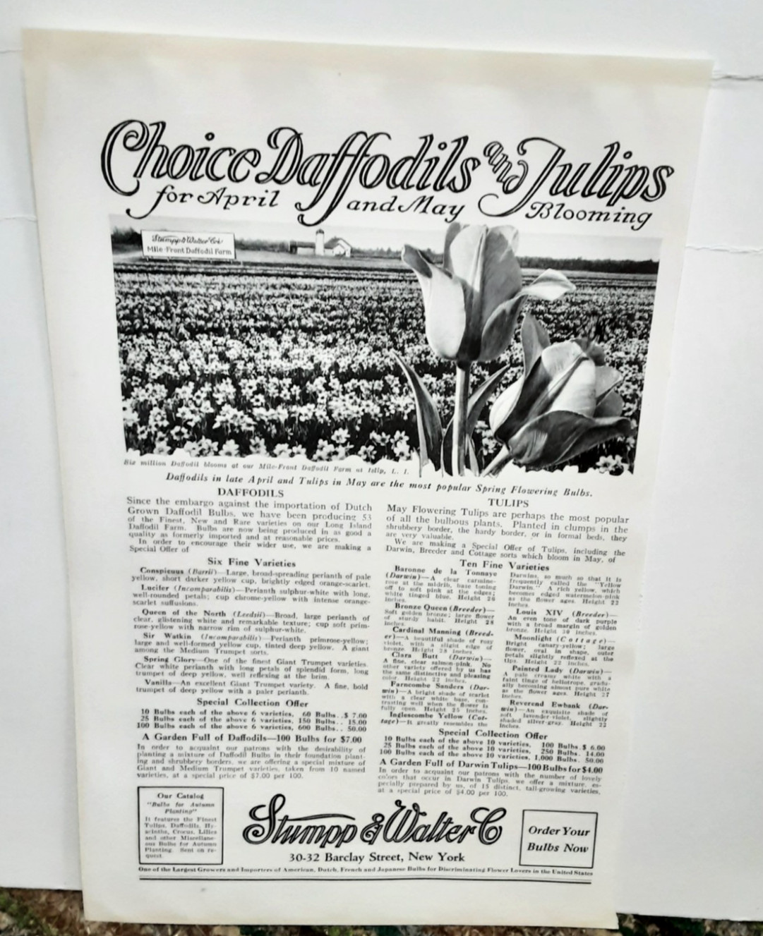 1929 Vintage Daffodils & Tulips Ad – Shumpp Walter Flower Bulbs 1920s