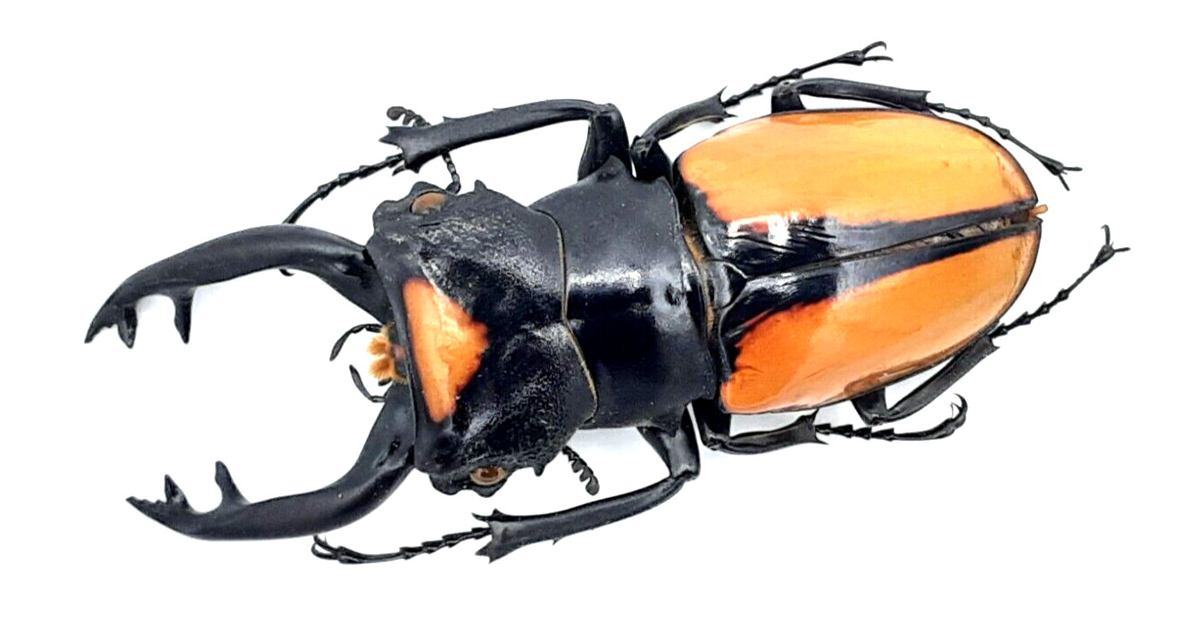Lucanidae, Odontolabis lacordairei (ssp. ??), A1, 81+mm, XL, North Sumatra
