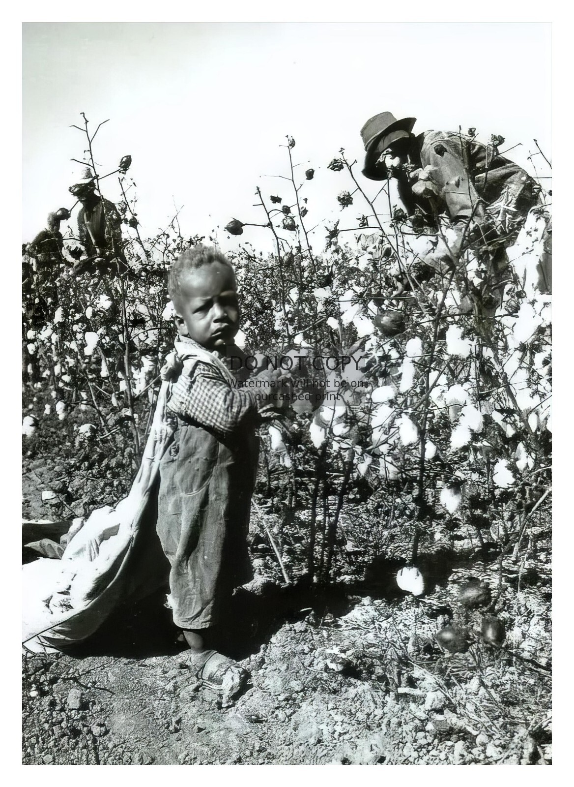 YOUNG AFRICAN AMERICAN BOY PICKING COTTON GREAT DEPRESSION ARKANSAS 5X7 PHOTO