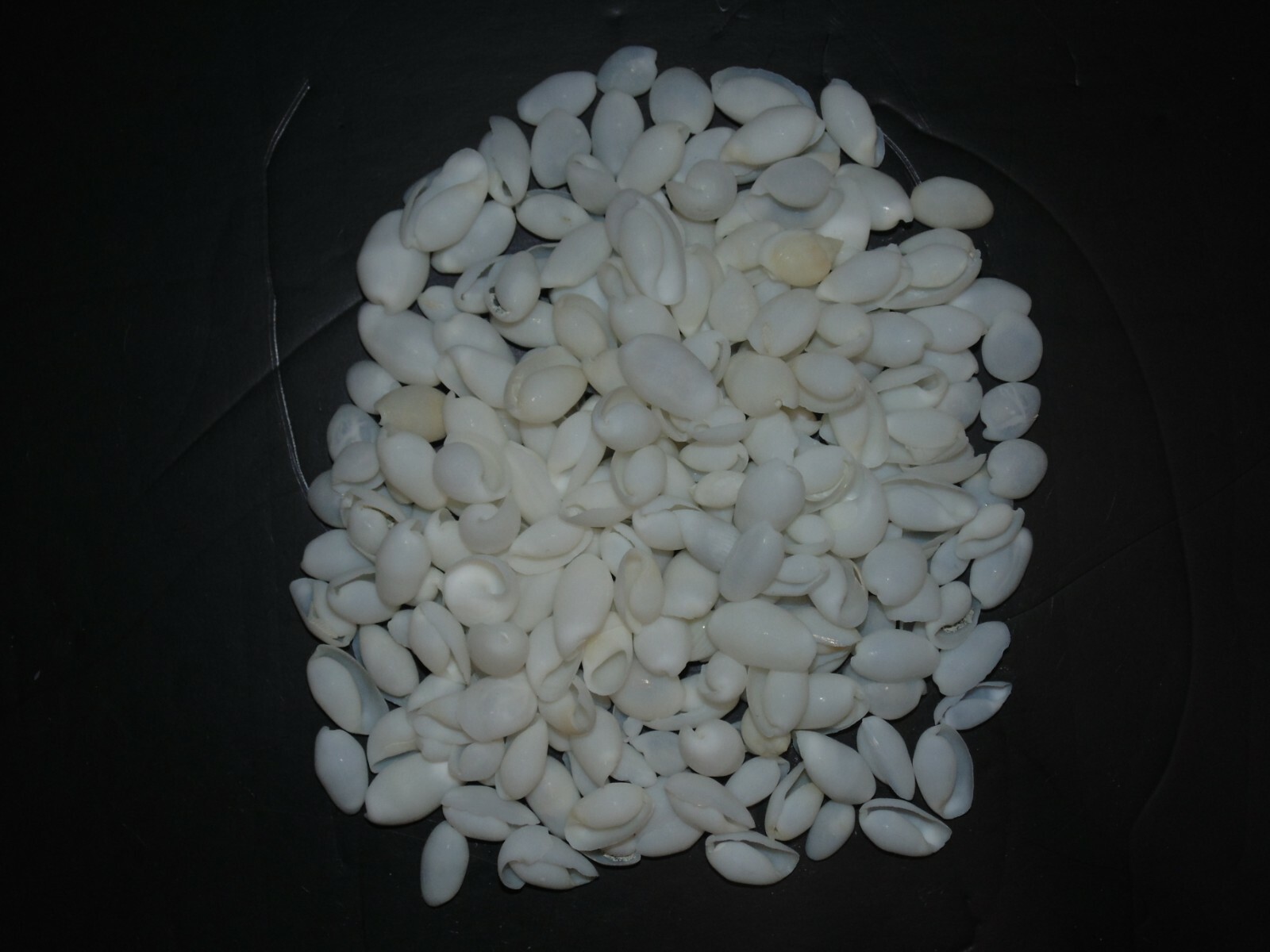 1/2 POUND OF WHITE BUBBLE SEA SHELLS, PAPAWERA ZELAND, BEACH DECOR CRAFT