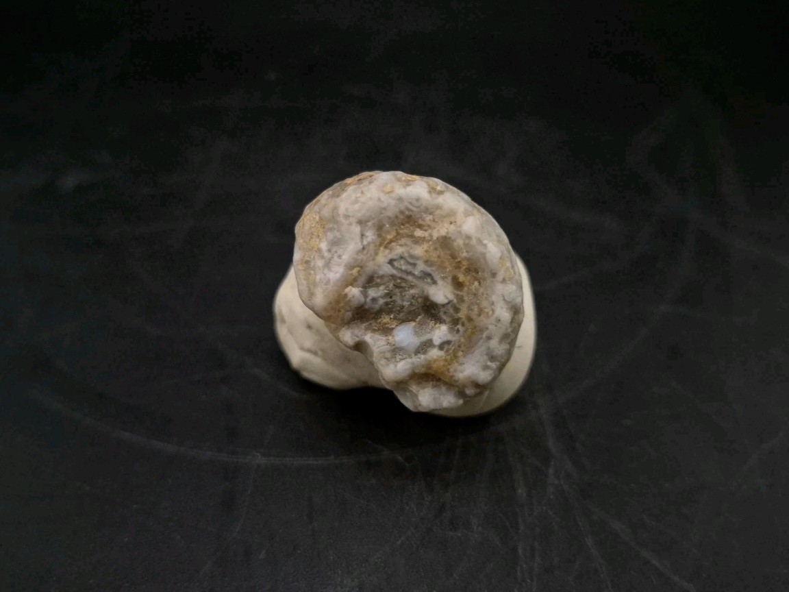 Fossilized Grub Insect 🐝