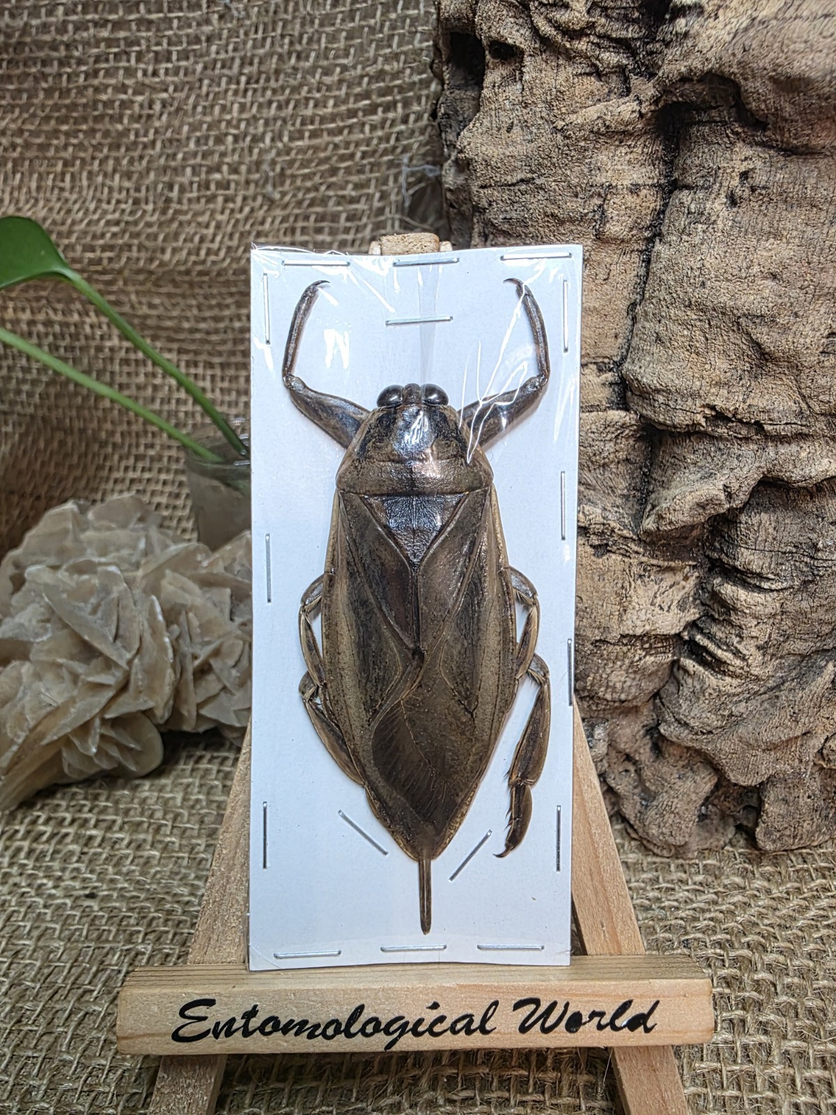 Lethocerus indicus giant water bug insect Hemiptera Java unprepared A1