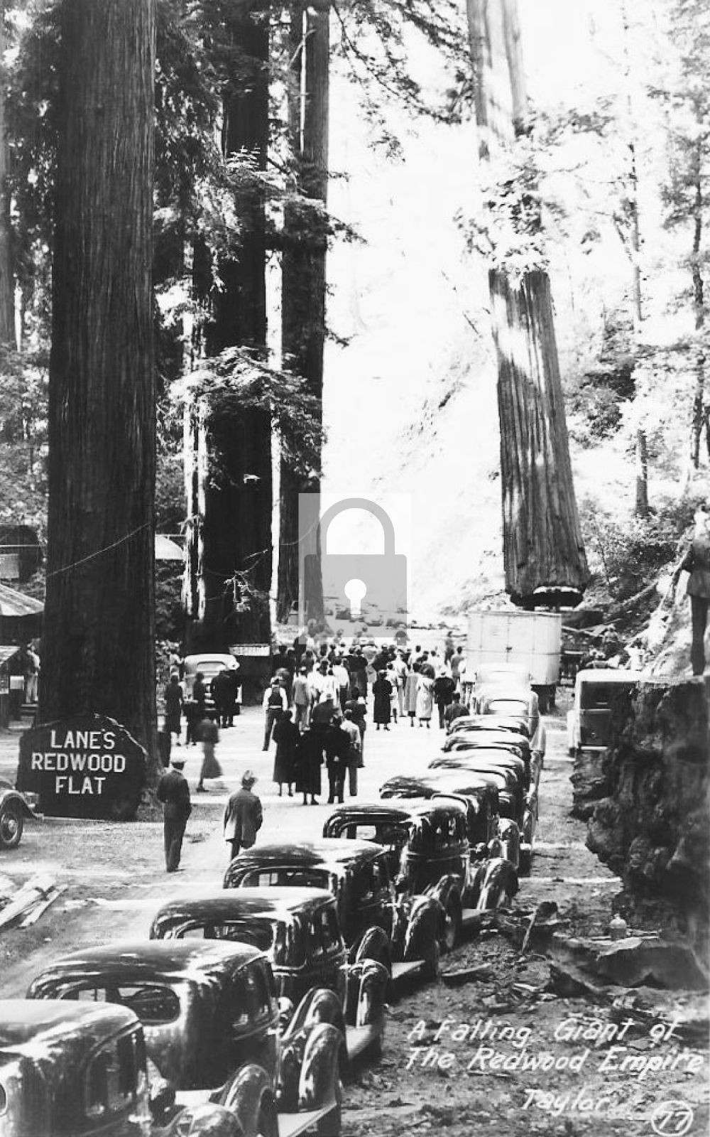 Lane’s Redwood Flat Redwood Highway California CA – Reprint