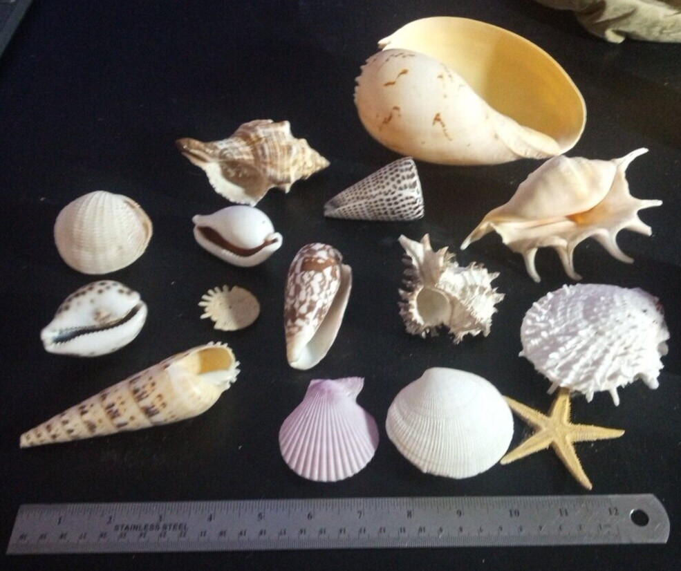 Natural Beach Mixed SeaShells sizes range from approximately 1″ to 7″