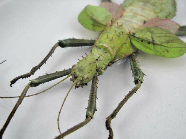 Heteropteyx Dilatata – Real Exotic Insect – 20x30cm – Wooden Display Case