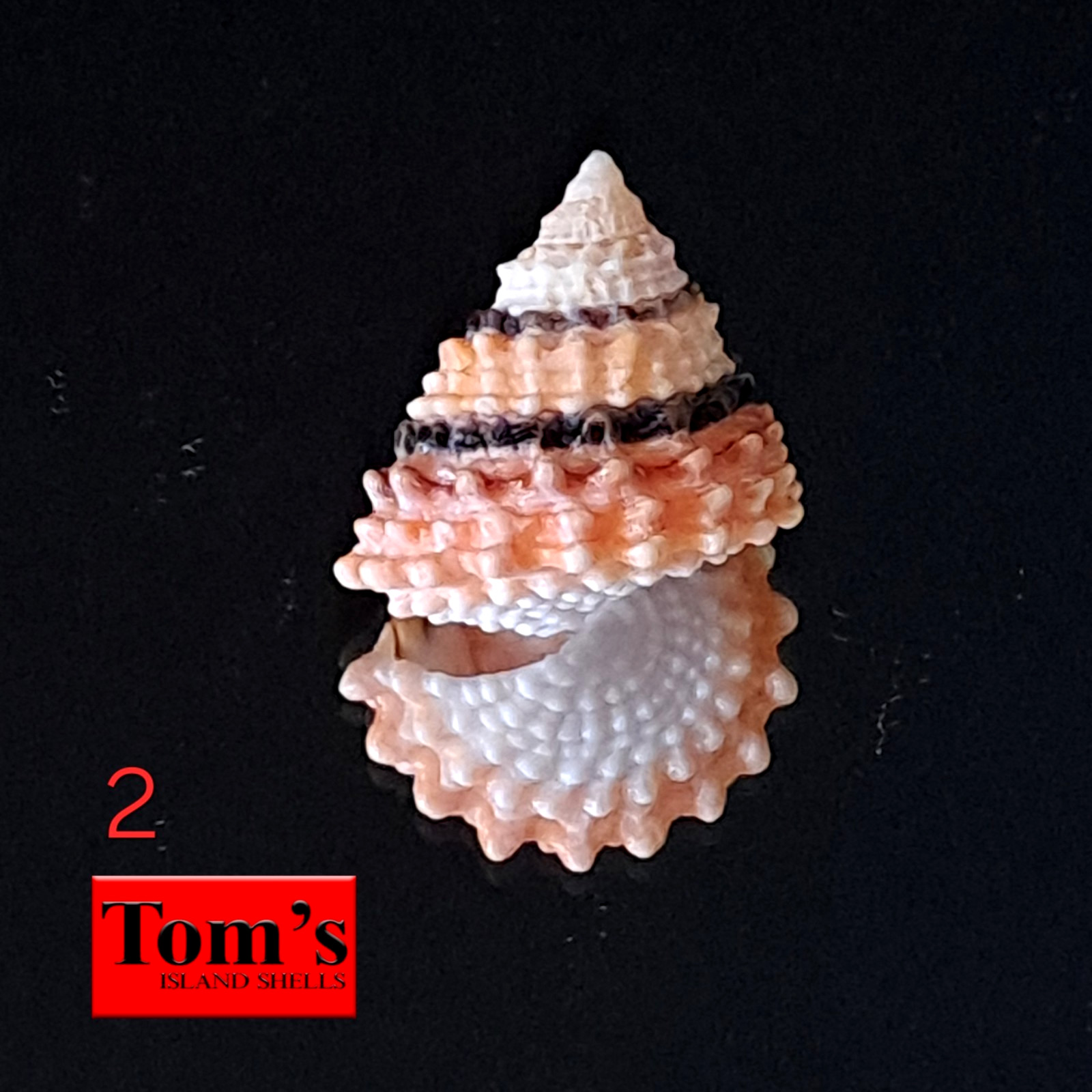 Tectarius coronatus #2 18.2mm ELEGANT GEM BEAUTY from the Philippines