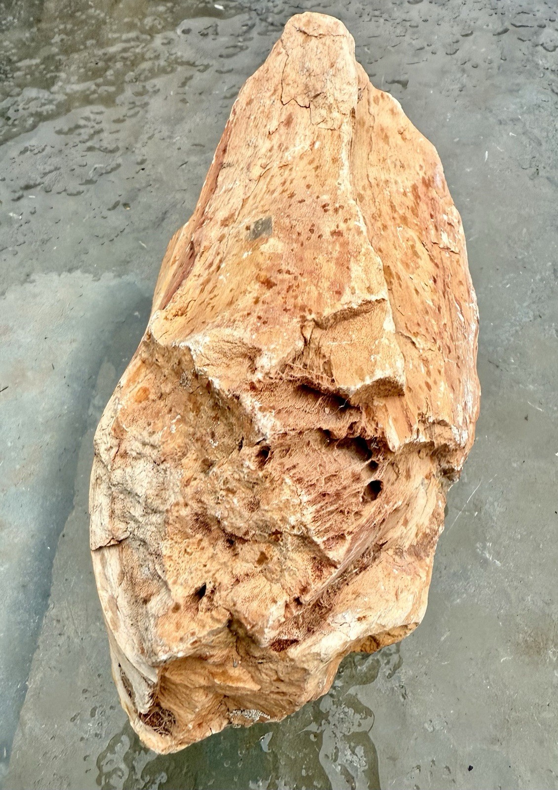 KNOTTY* 1.4 Lb Petrified Fossil Wood ~Great Color & Details~ W/nice Exposed Knot