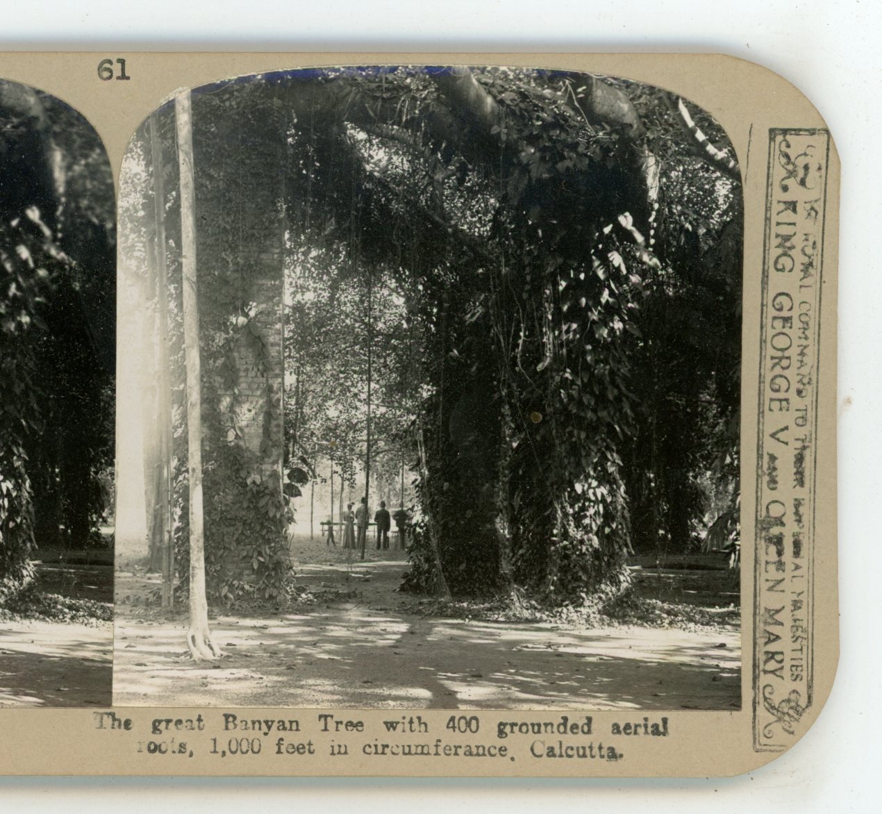Great Banyan Tree with Roots Calcutta India Realistic Travels Stereoview