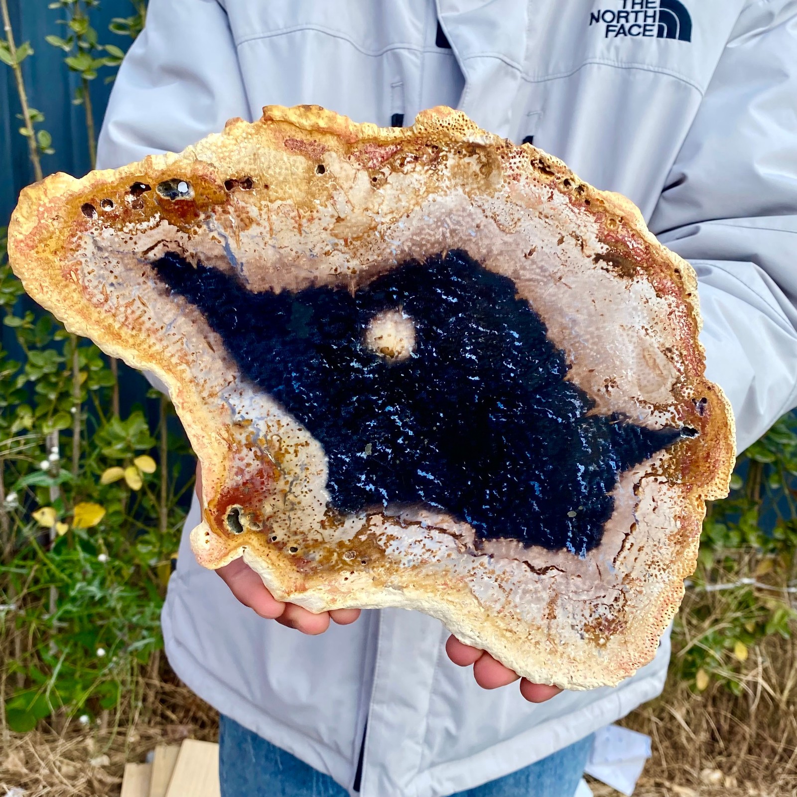 2.25LB Large Natural Petrified Wood Crystal Fossil Slice Shape Specimen Healing