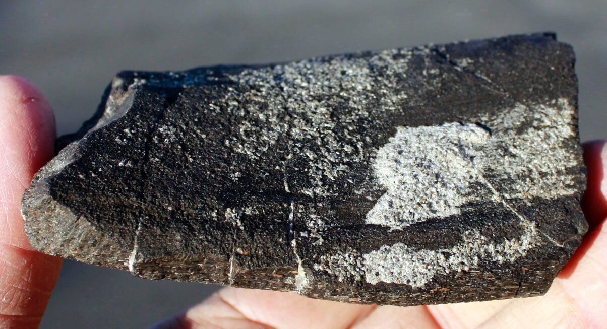 Calcite Filled Theropod Rib Bone • 14.8 ounces