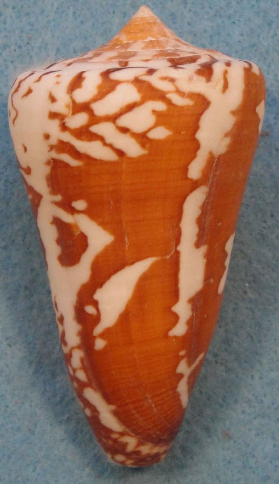 Conus Thailandis 69mm Phuket,Thailand 50-60 meters