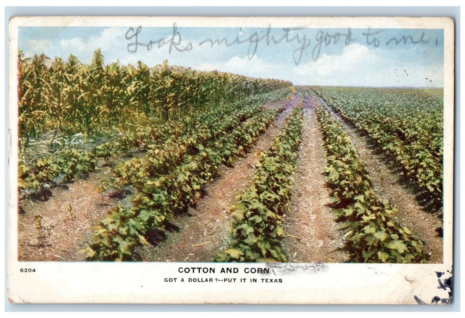 1909 Cotton Corn Got Dollar Farm Crops Amarillo Texas Vintage Antique Postcard