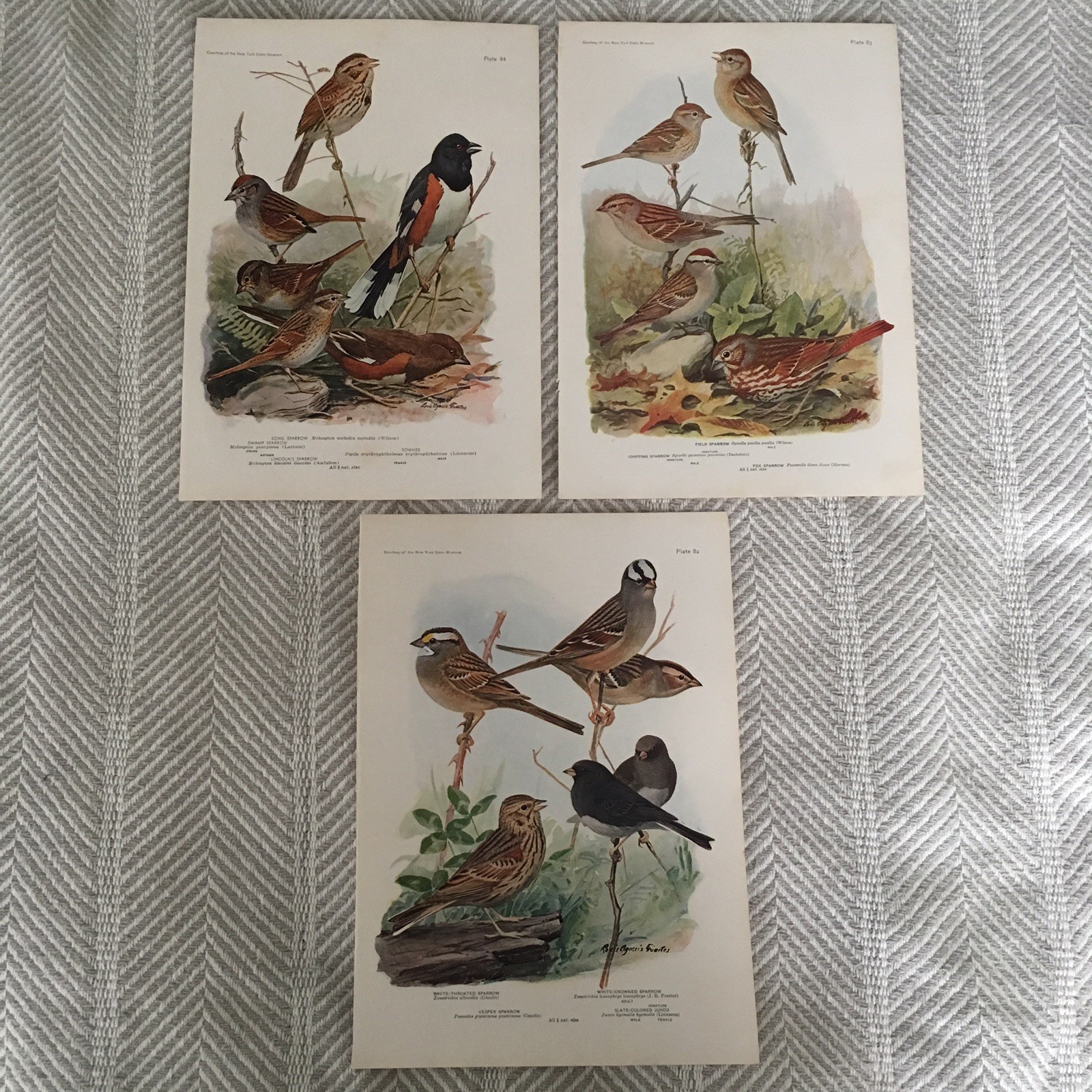 Bird Art Prints LOT of 3 Sparrows Plates 82-84 1917 Vintage Museum Illustration