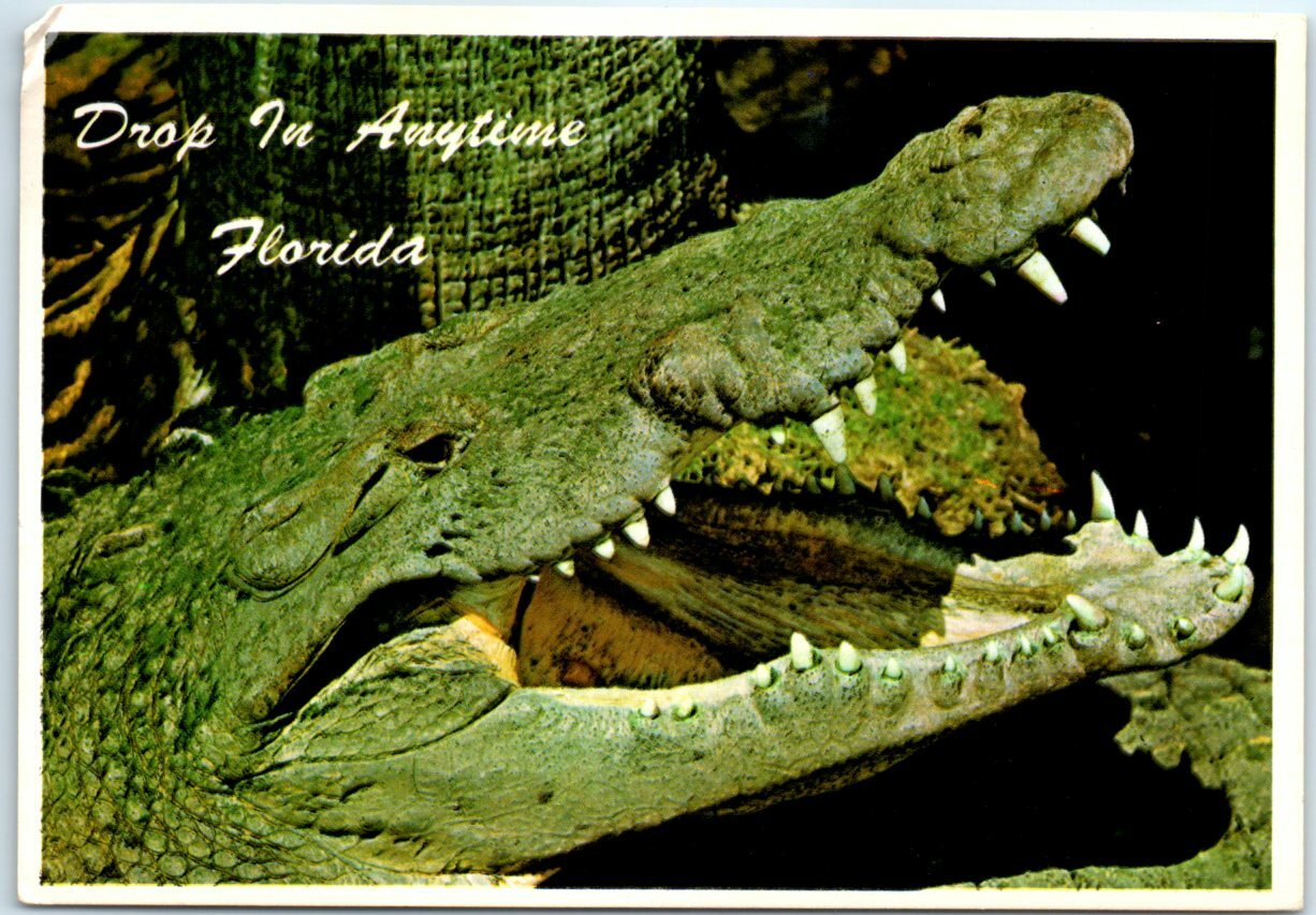 Postcard – Florida Crocodile – Drop In Anytime, Florida