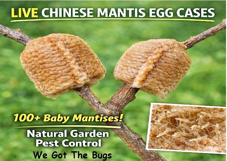 2 Praying Mantis Egg Cases + FREE HATCHING BAG 2025 Season