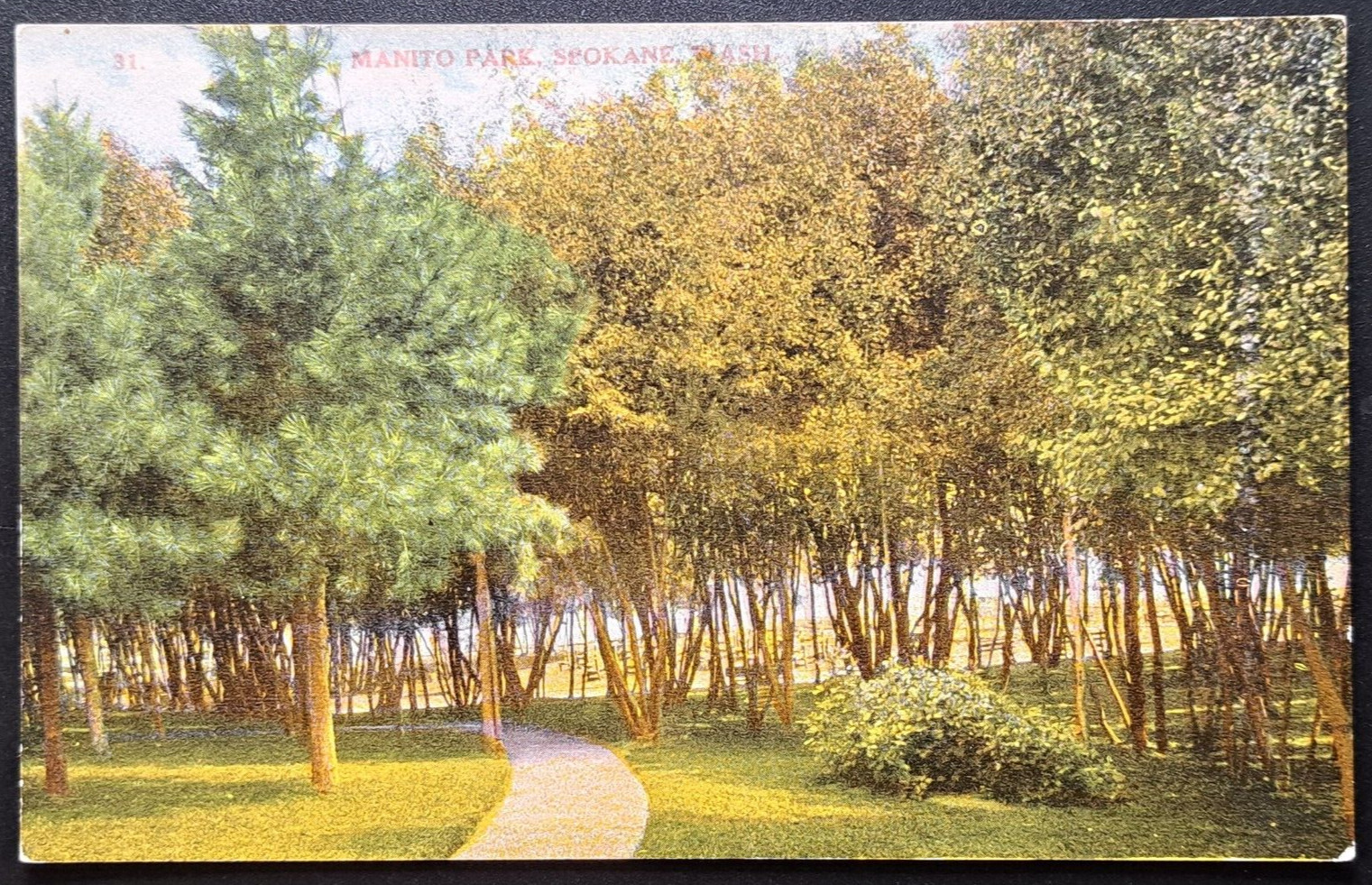 1910s Manito Park Spokane WA Tree Grove Walking Path Postcard #31