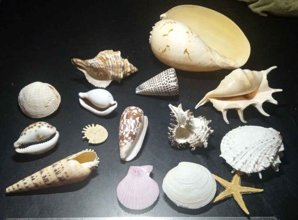 Natural Beach Mixed SeaShells sizes range from approximately 1″ to 7″