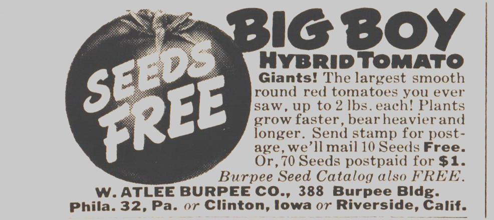 W. Atlee Burpee Big Boy Giant Tomato Seeds Riverside CA Clinton IA 1957 Ad 426