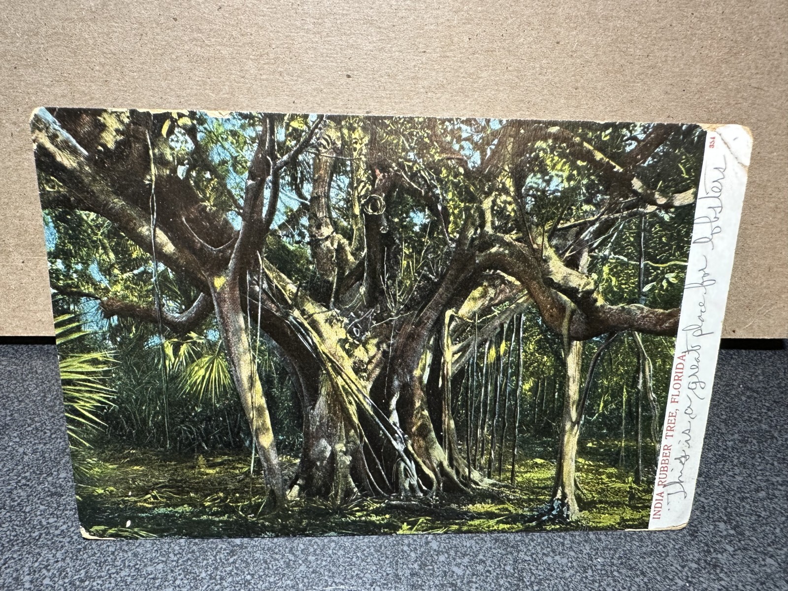 India Rubber Tree, Florida, 1900s USA Collectible Posted Postcard