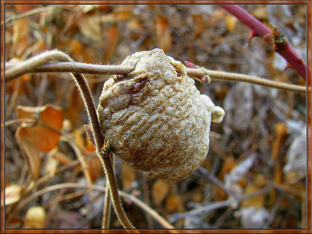 2 Praying Mantis Egg Cases + FREE HATCHING BAG 2025 Season