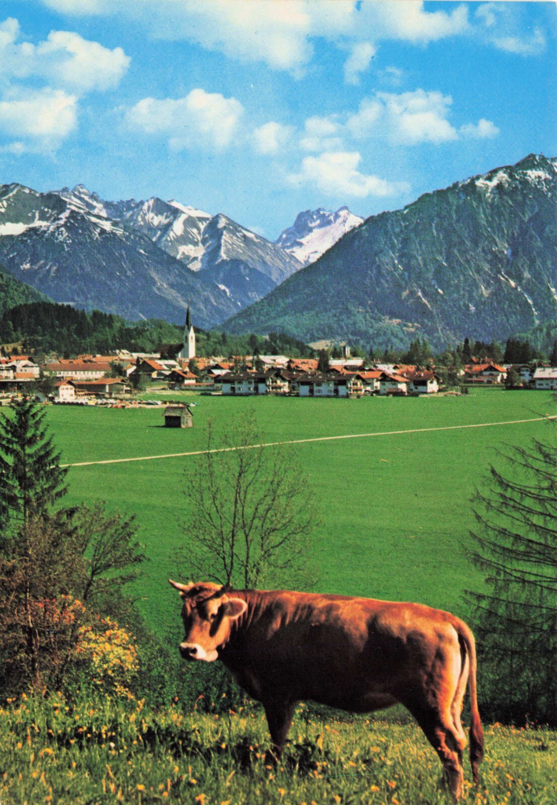 Cow European Scenic View Vintage Continental Postcard Unposted