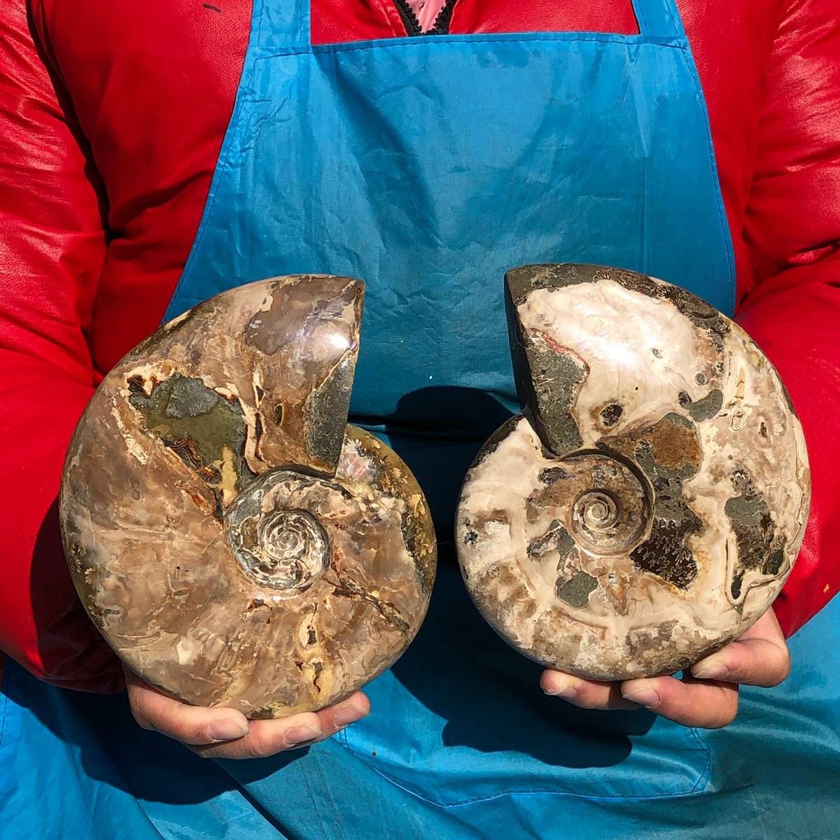 2piece Natural Crystal Ammonite fossil and conch specimen 0.94+0.87kg