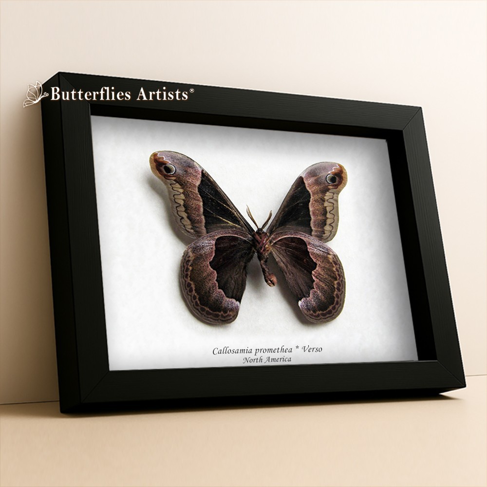 Rare Ghost Moth Paralebeda Femorata Lasiocampidae Framed Entomology Shadowbox