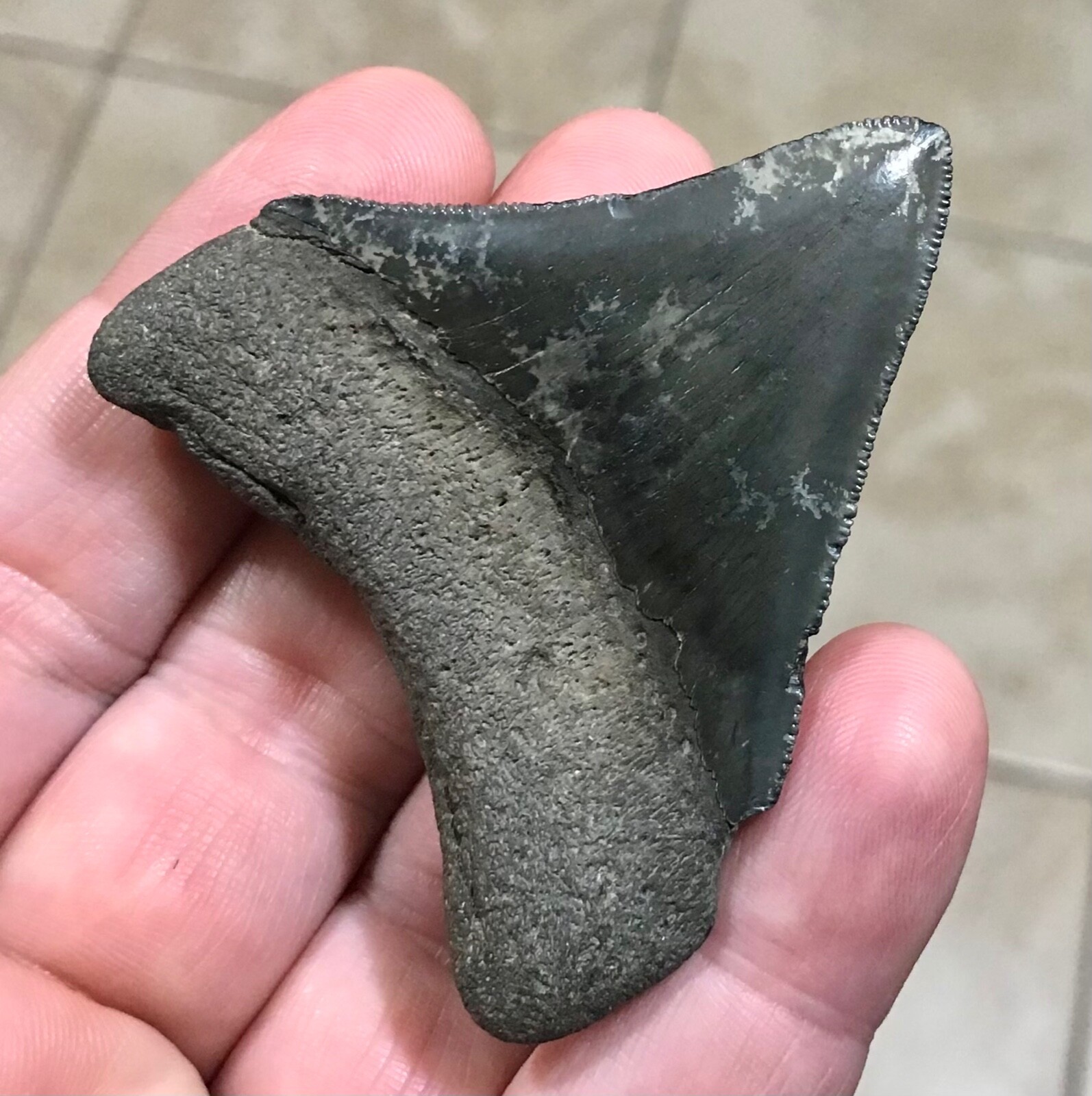 XL PHENOMENAL – B.VALLEY – POSTERIOR- 2.72” x 2.35” -MEGALODON SHARKTOOTH FOSSIL