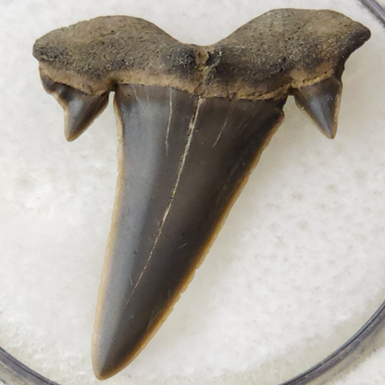 Scapanorhynchus 0.94″ Goblin Shark Tooth Fossil S.texanus Eutaw Fm. Mississippi