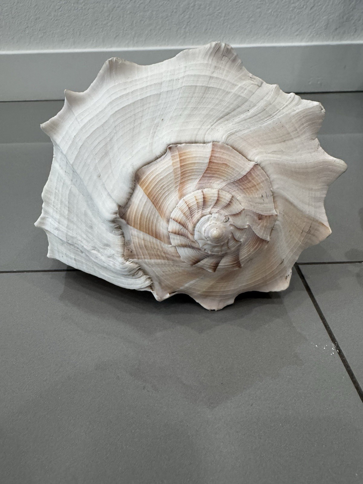 Large Florida ~Lightning Whelk Hand Collected Shell Excellent X