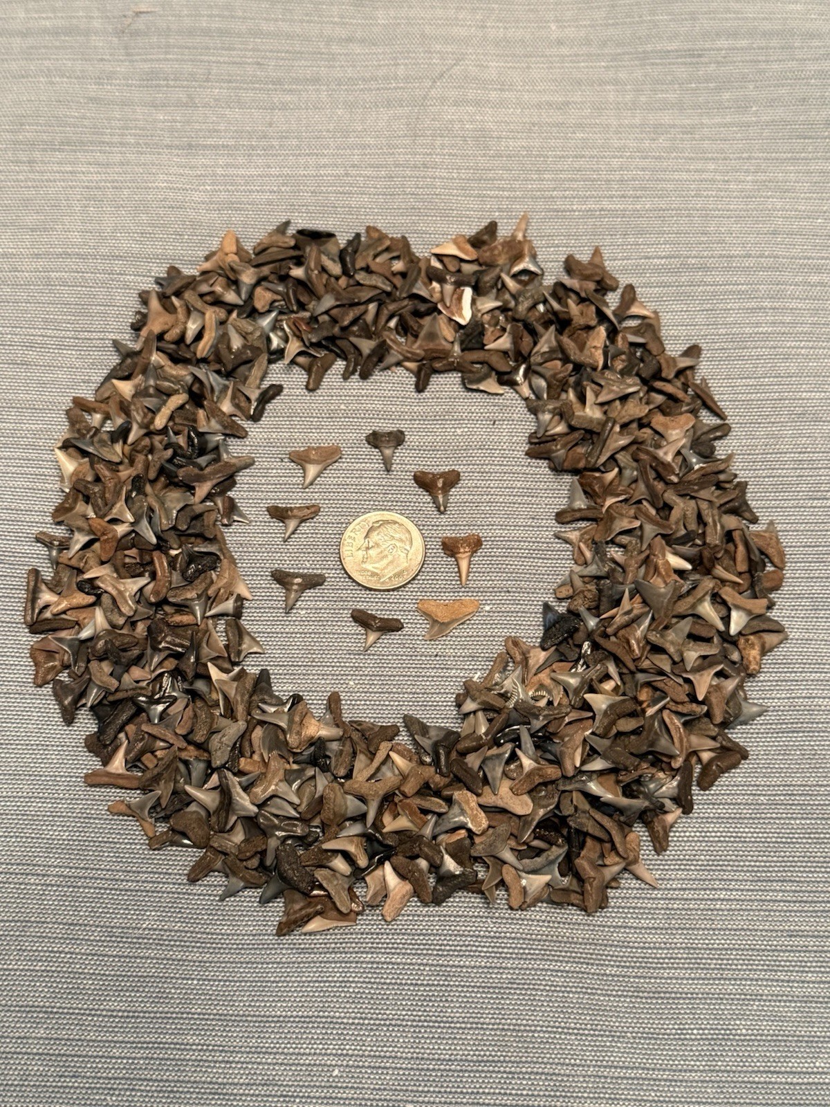 Lot Of 25 Fossilized 1/8 – 1/4 Inch Shark Teeth From Florida & Bonus