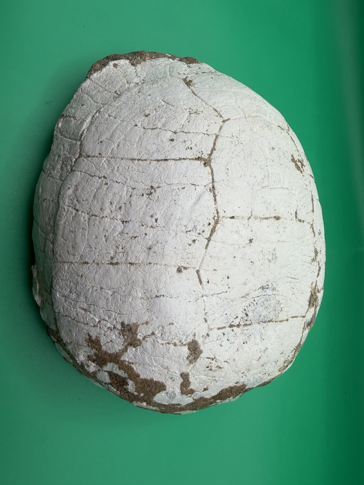 Turtle Shell Fossil High Quality – Unknown Locality