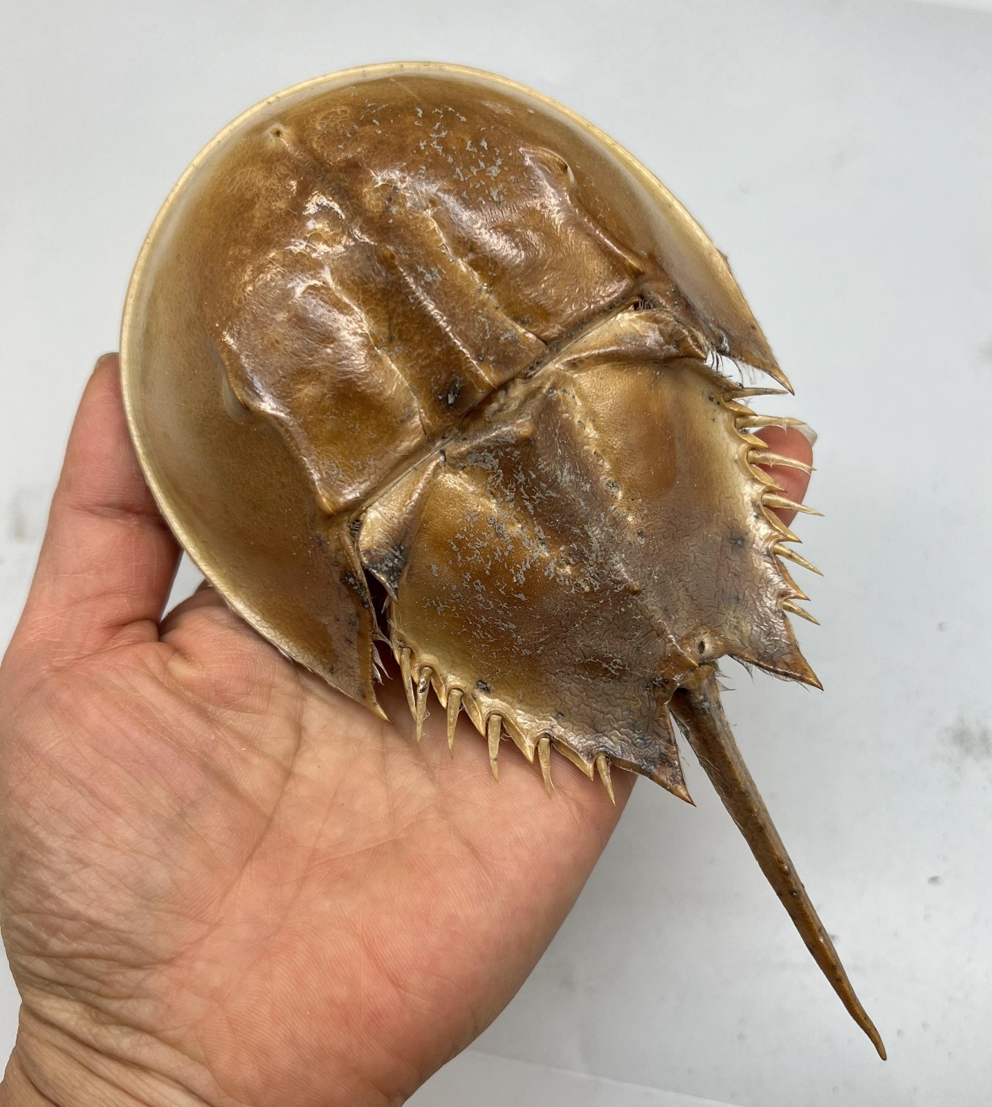 1PC Dried Molted Horseshoe Crab Shells – 6″ to 7″ – Natural Decor Art