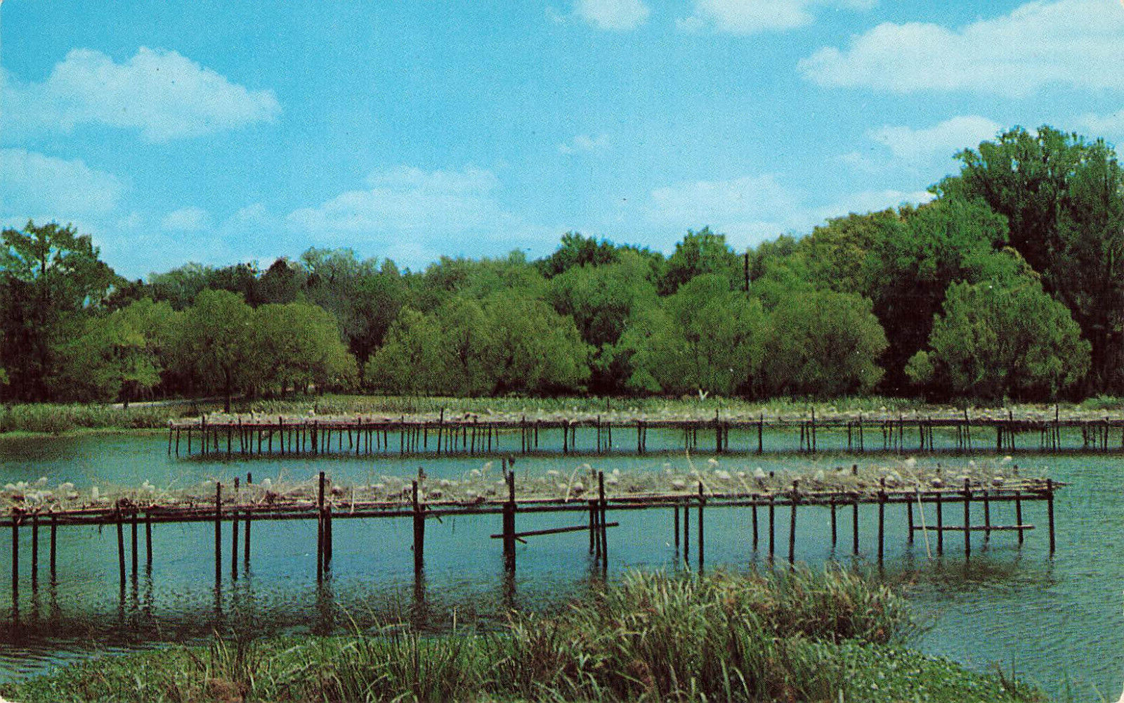 EGRETS & HERONS IN BIRD CITY JUNGLE GARDEN POSTCARD AVERY ISLAND LOUISIANA 1950s
