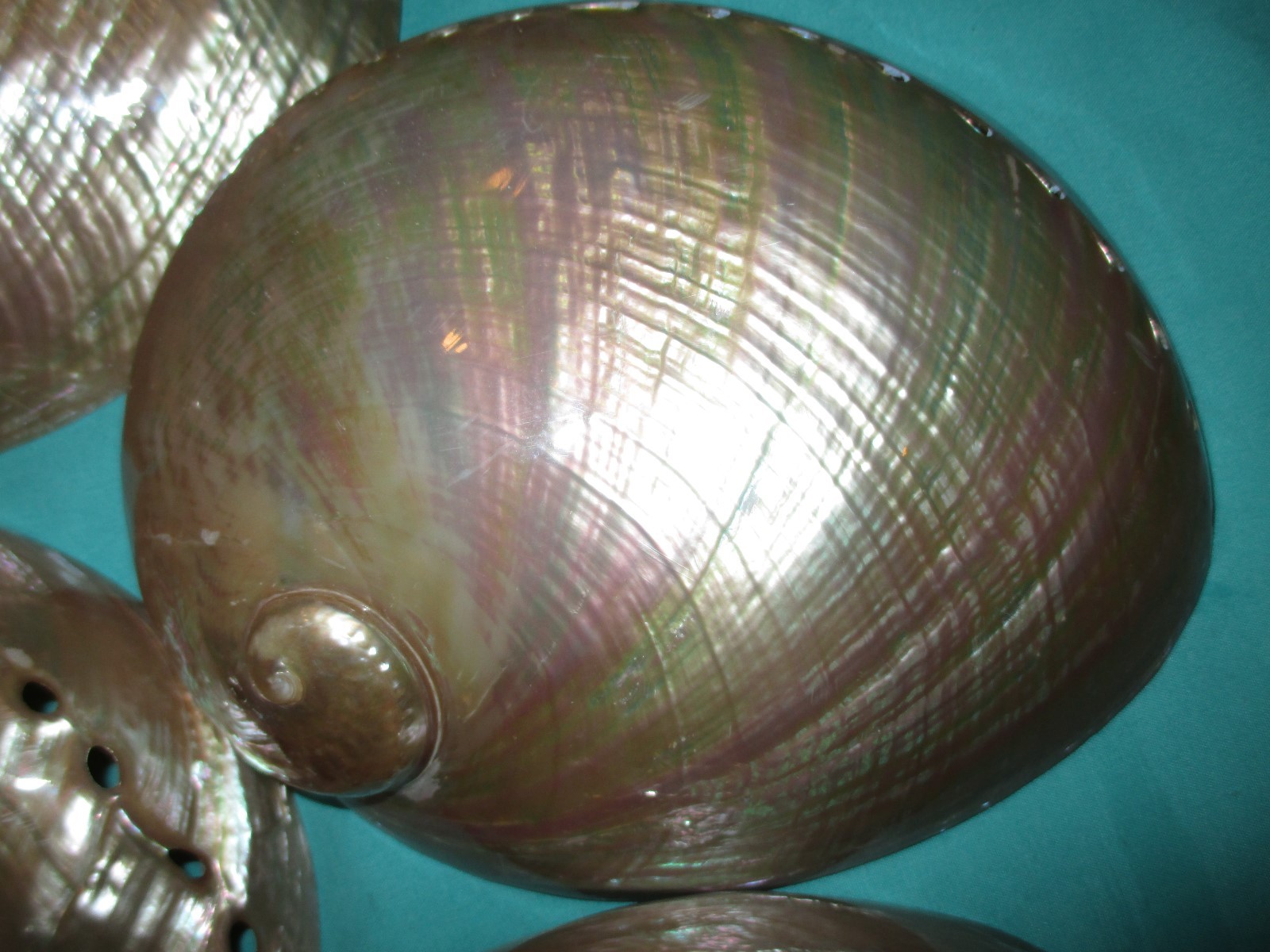 Mother of Pearl Shell Haliotis laevigata, 171mm to 174mm long- large