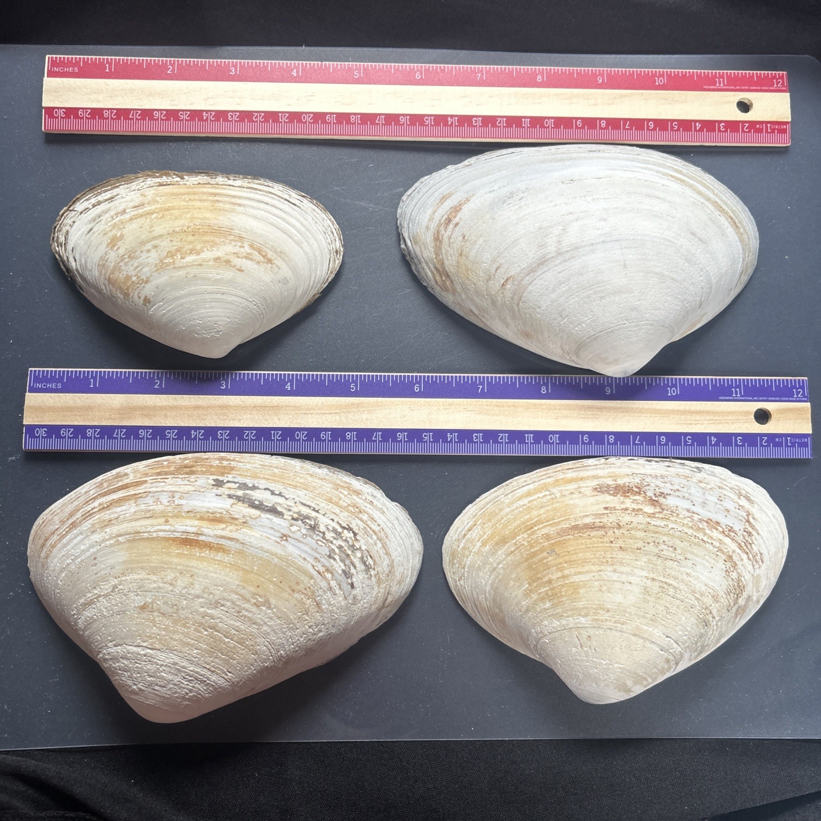 Clam Shell LOT, (4) Sea Clams, Large size crafts, smudging wiccan rituals lot42