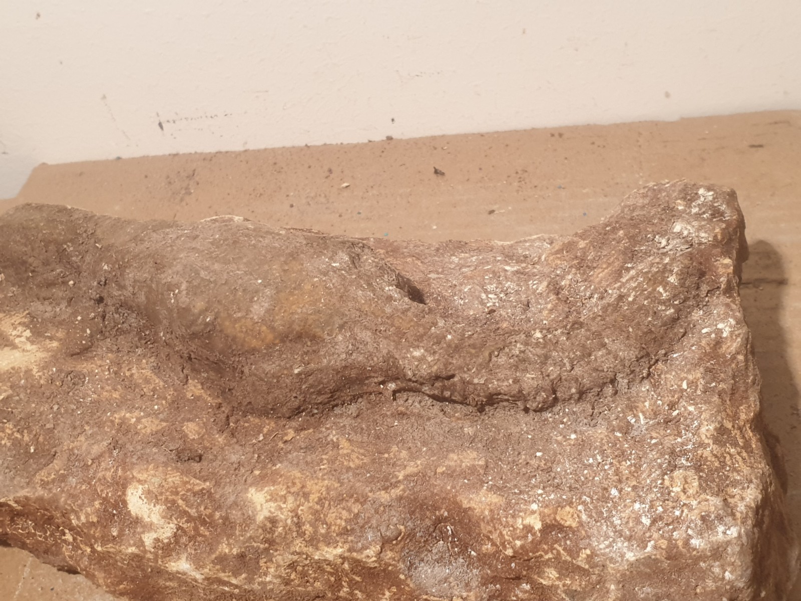 Authentic Prehistoric Fossil Lizard – Rare Reptile Specimen – Millions of Years