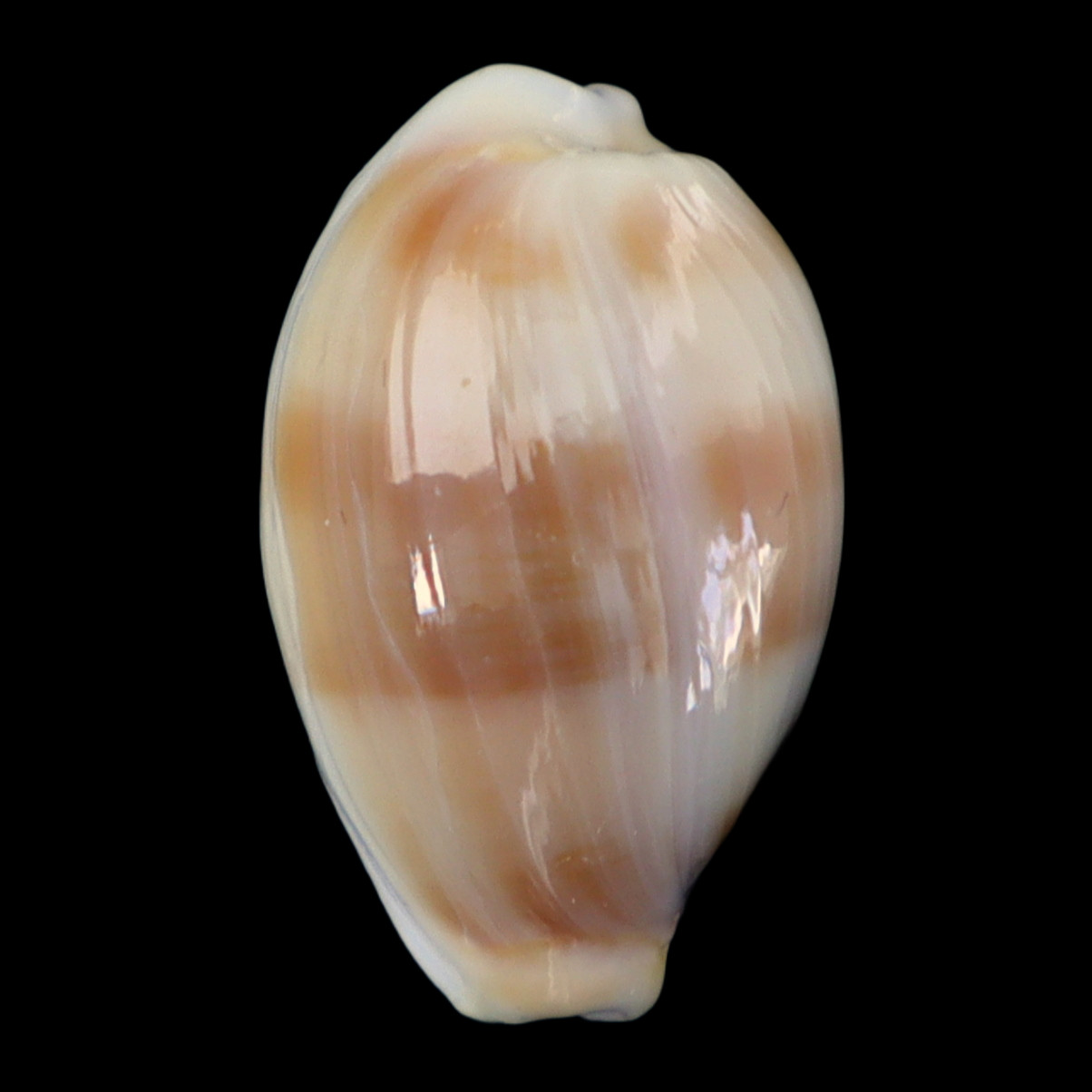 CY182 Cypraea (Bistolida) artuffeli 18.2mm | Japan | F+++