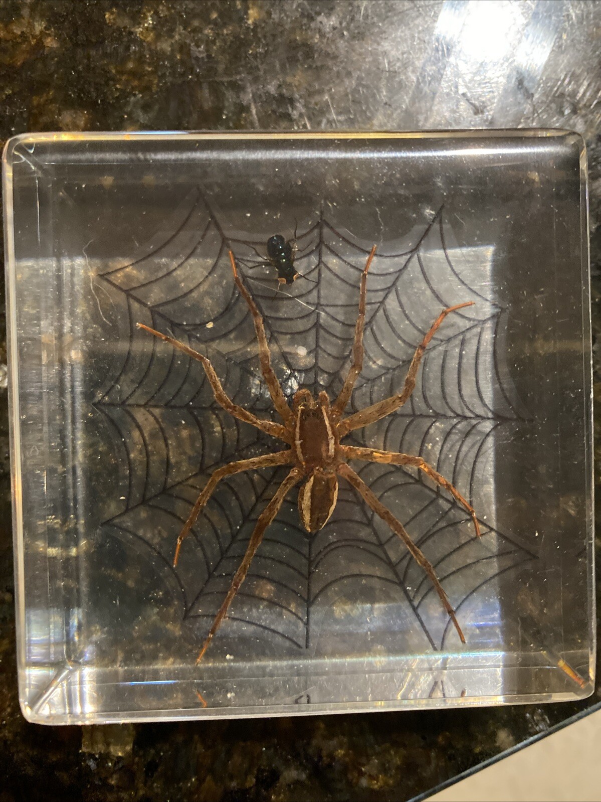 2.9″ Real Golden Spider on Web w/ Fly in Clear Lucite Resin Science Education
