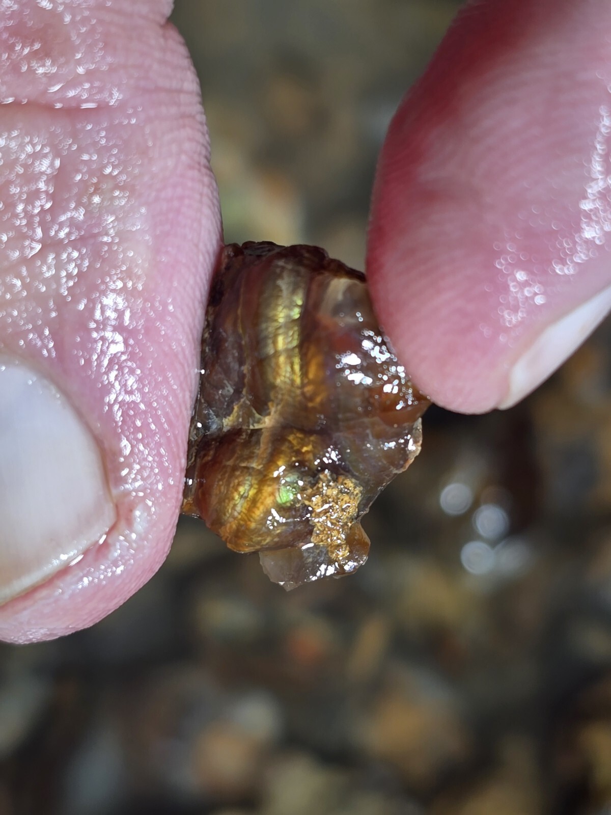 Small but Powerful 2+ Ounce Lots High Grade Fire Agate Very Colorful Blind Grab