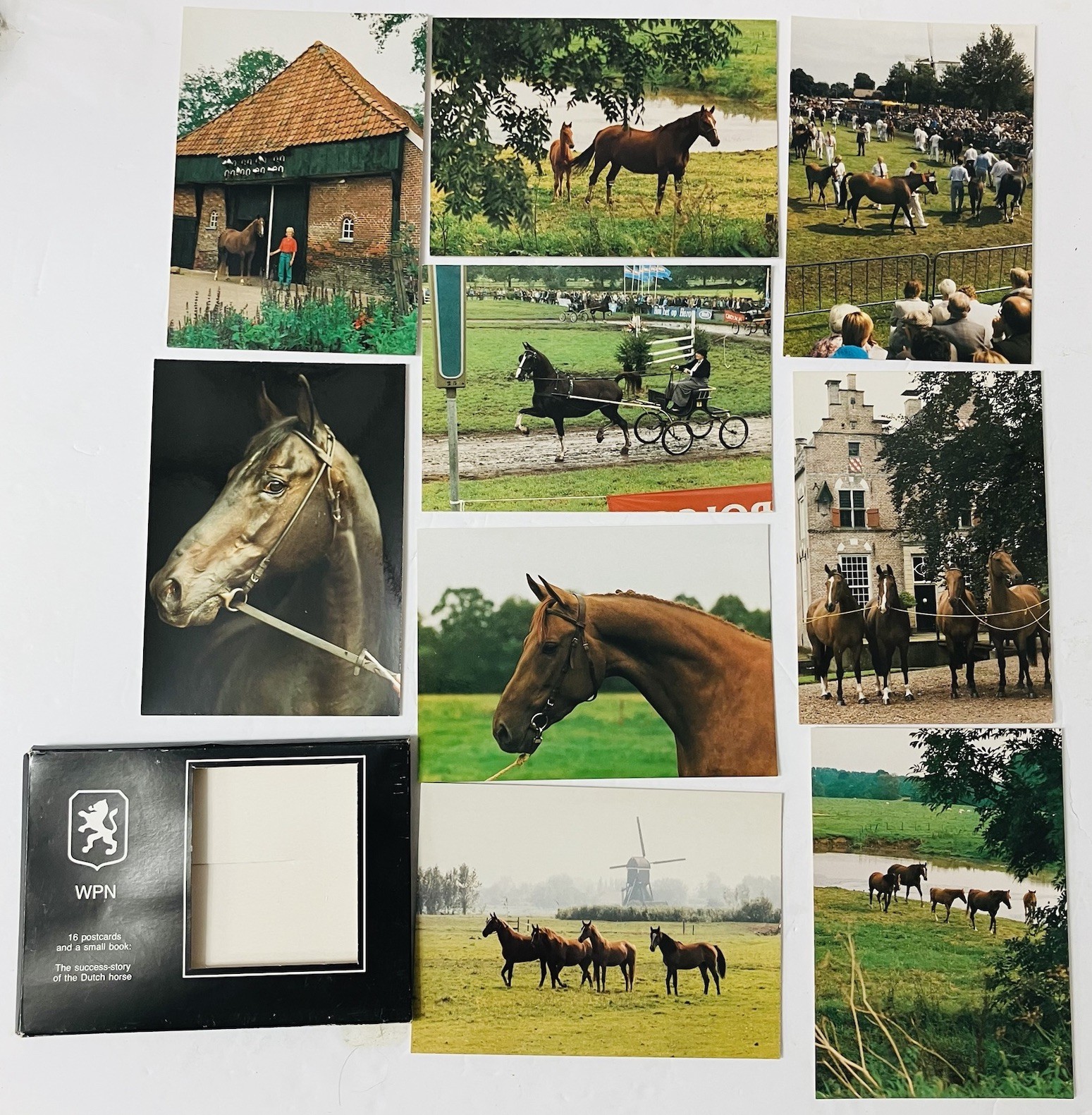Vintage 1980s WPN Dutch Sport Horse Postcards 9/16 Unmarked w/ Sleeve Equestrian