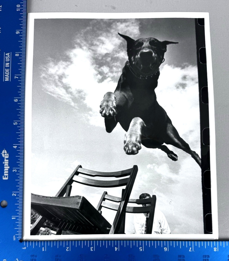 K9 Attack Guard Dog Training Doberman Pinscher 1979 Original Press Photo Type 1