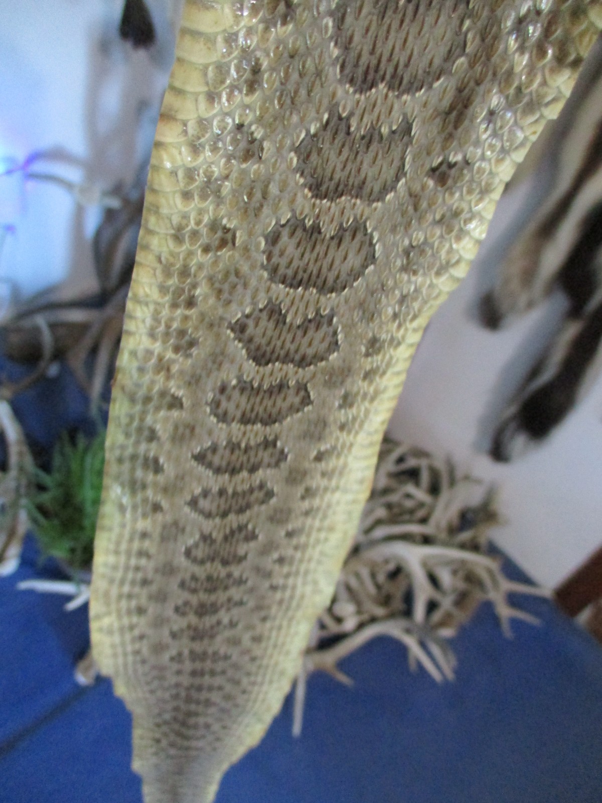 rattlesnake skin prairie rattle snake hide SOFT TANNED wrap pen blanks 29 in H2