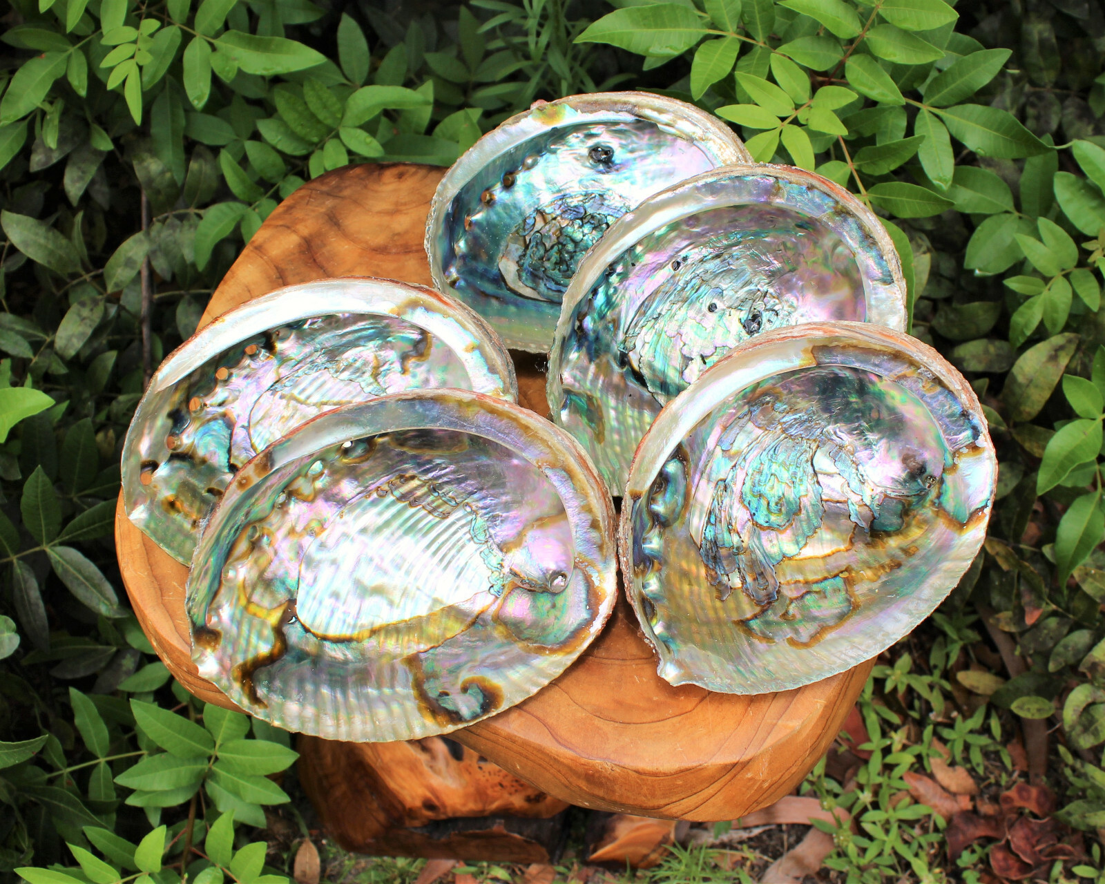 Smudge Kit: Abalone Shell, 6″ Stand, Sage Smudge Stick PLUS Directions