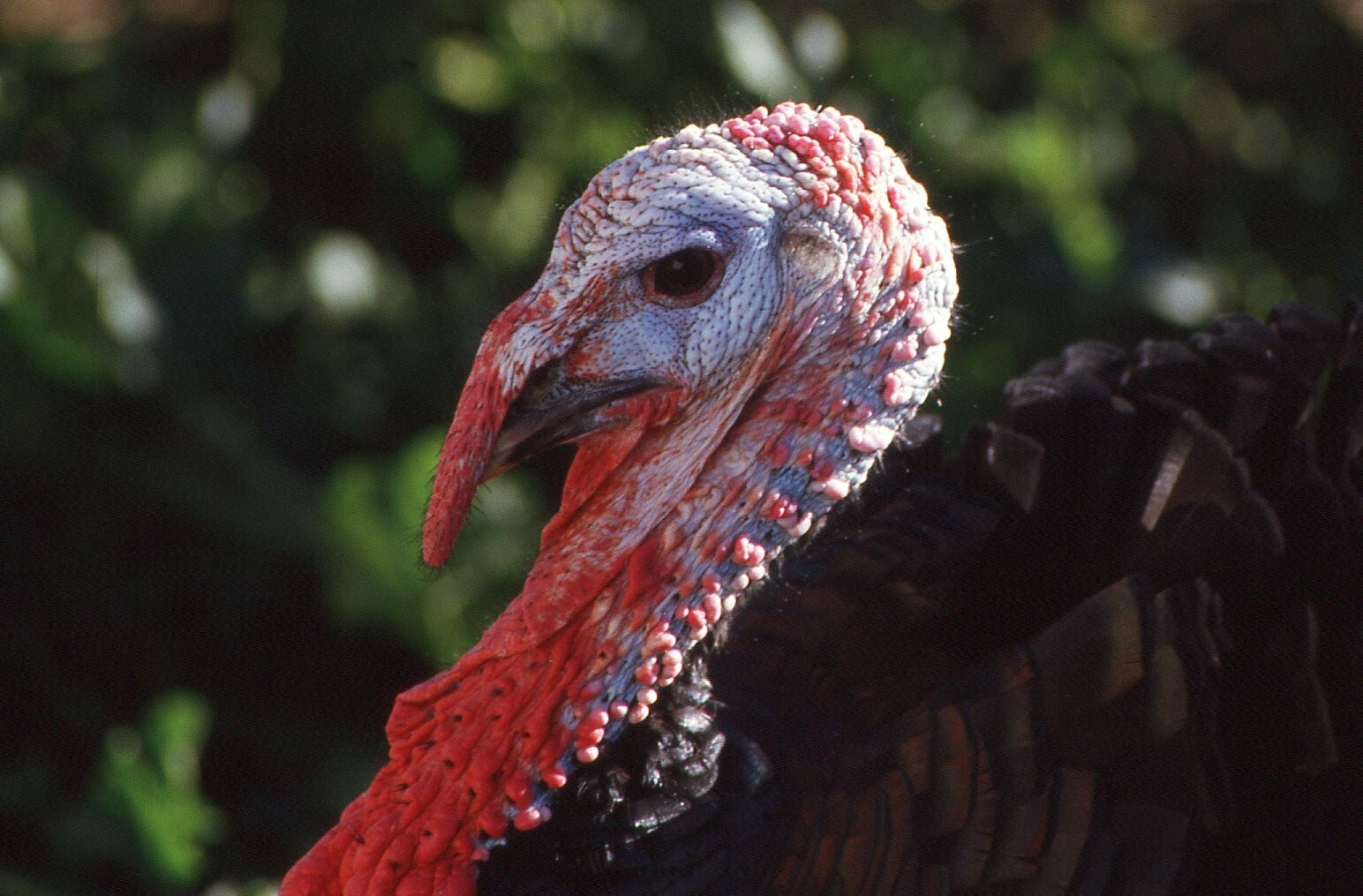 35 MM Color Slides Pro Photo Animals Birds Turkey Portrait Thanksgiving 1986 #23